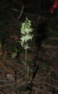 Epipactis purpurata